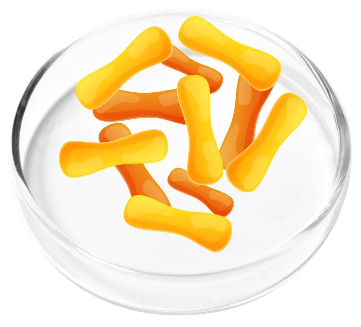 Lactobacillus Cassei